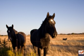 20090115-3318-horses.jpg