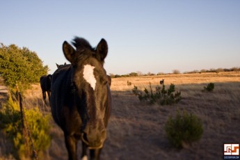 20090115-3326-horses.jpg