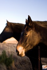 20090115-3362-horses.jpg